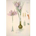 Šafrán Crocus sativus